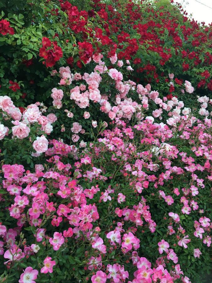 شقة Au Parfum Des Roses Gunstett المظهر الخارجي الصورة